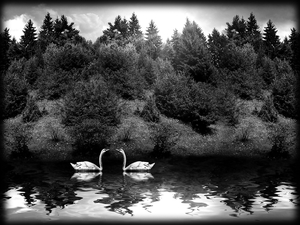 лебеди на пруду - картинки для гравировки